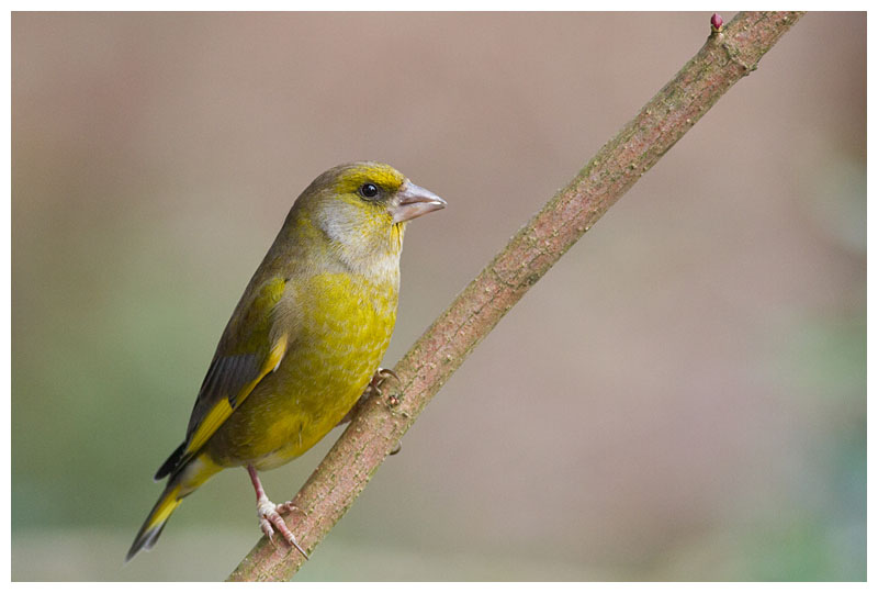 Greenfinch