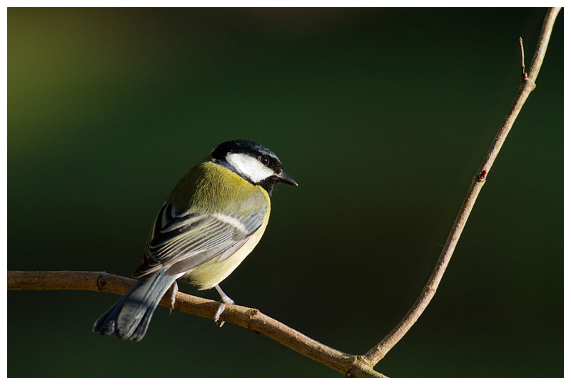 Great Tit  
