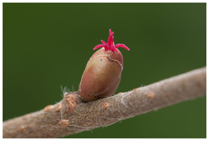 Flowering Hazel bud 