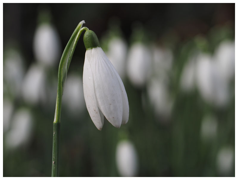 Galanthus nivalis 
