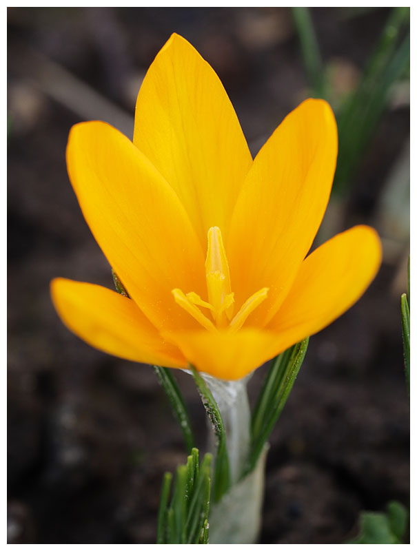 Crocus chrysanthus  