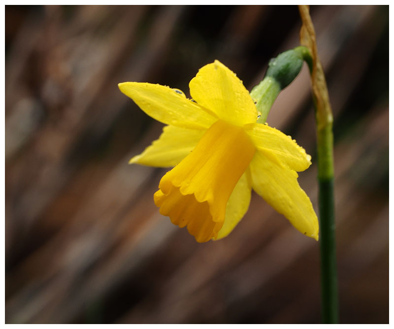 Narcissus