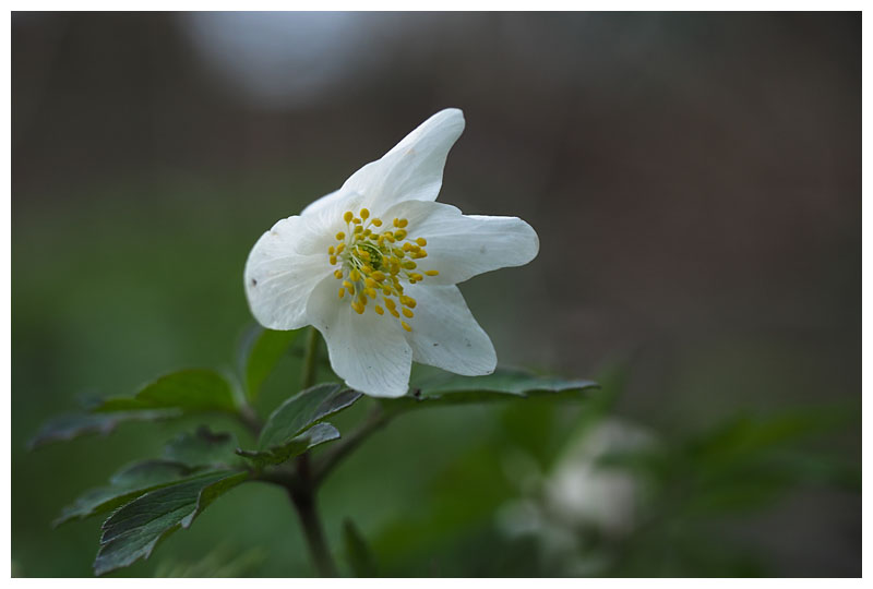Anemone nemorosa