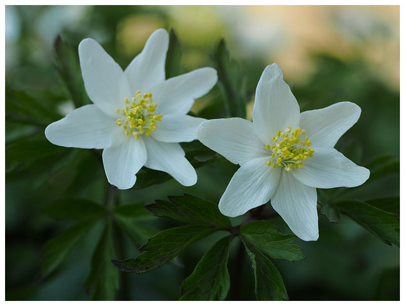 Anemone nemorosa