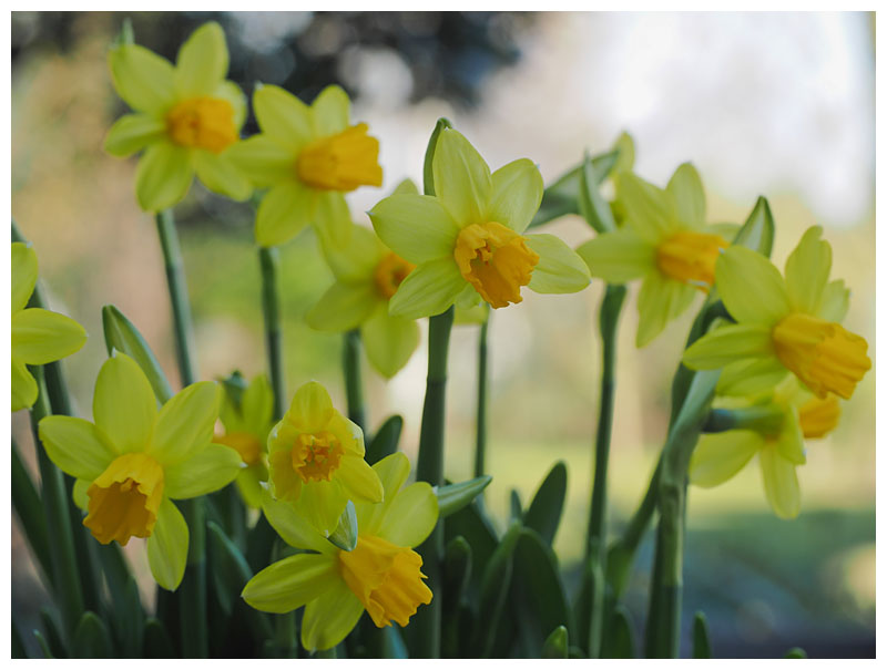 Daffodil