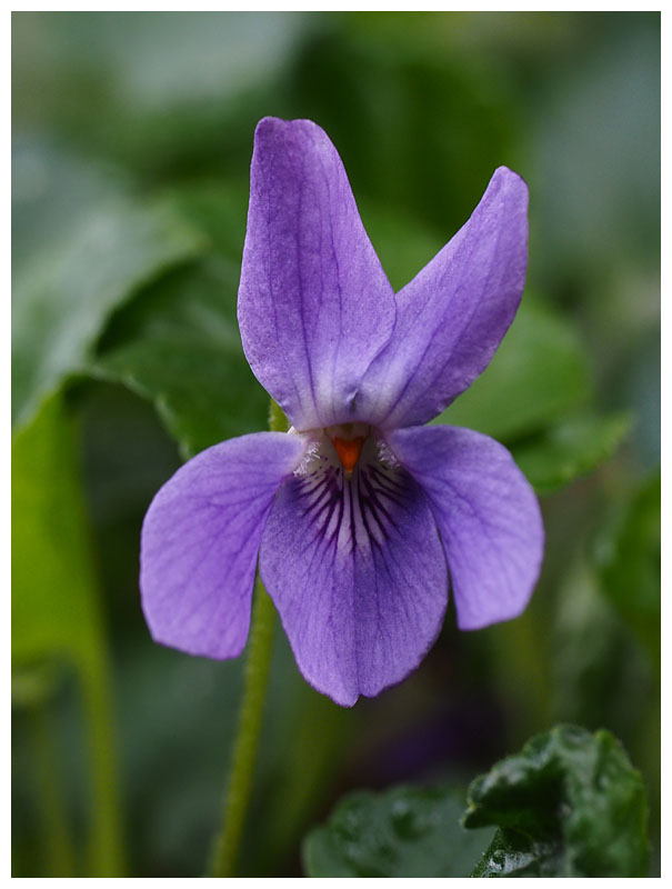 Viola odorata 