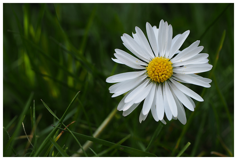 Bellis perennis  