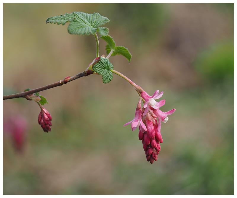 Ribes sanguineum