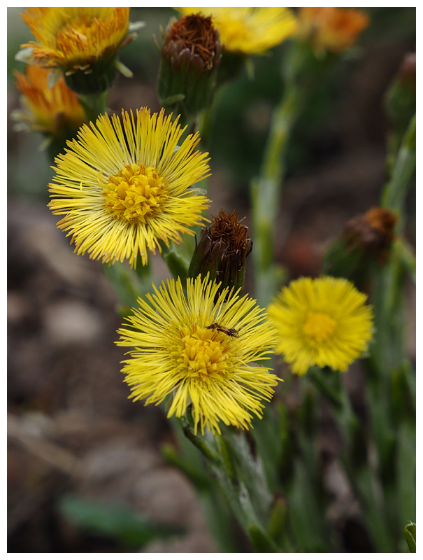 Tussilago farfara  