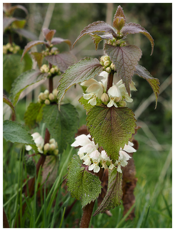 Lamium album