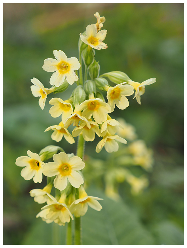 Primula elatior  