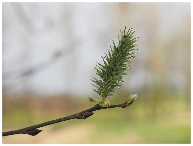 Salix alba