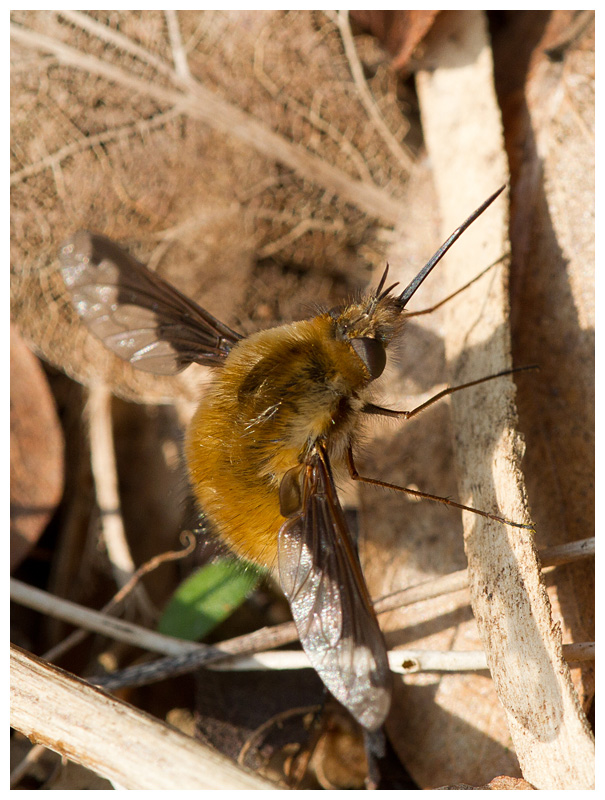 Bombylius major