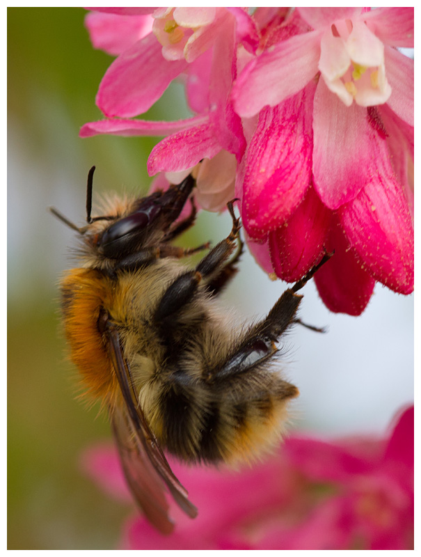 Bombus sp.