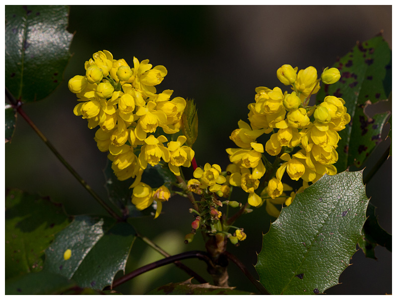 Mahonia aquifolium