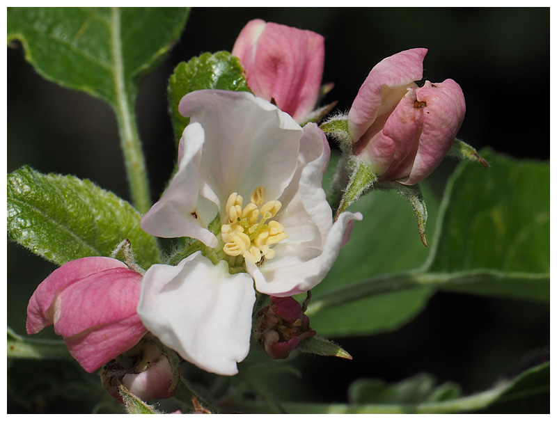 Apple blossoms 