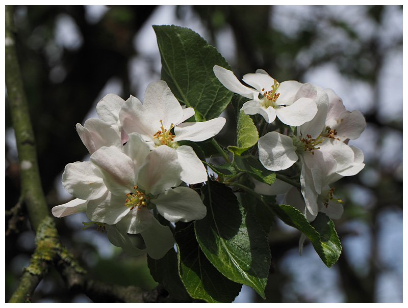 Apple blossoms 