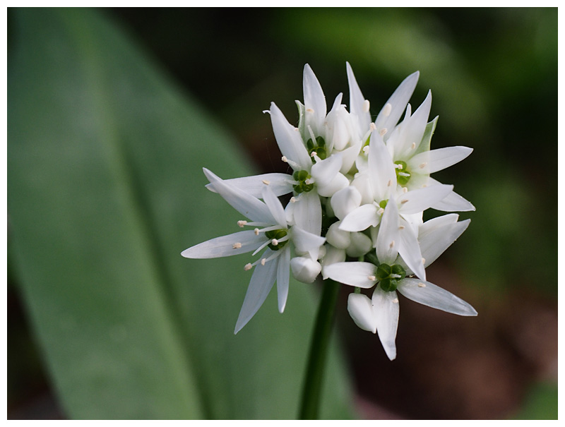 Allium ursinum