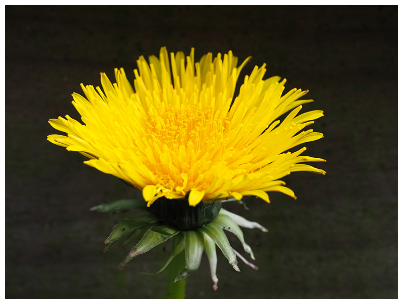 Taraxacum sp  