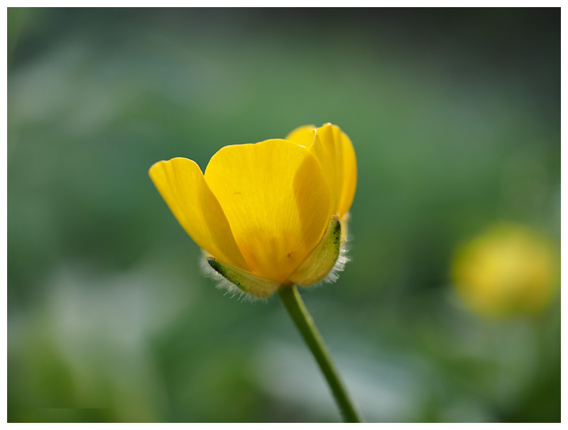 Ranunculus acris 