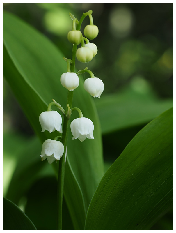 Convallaria majalis  