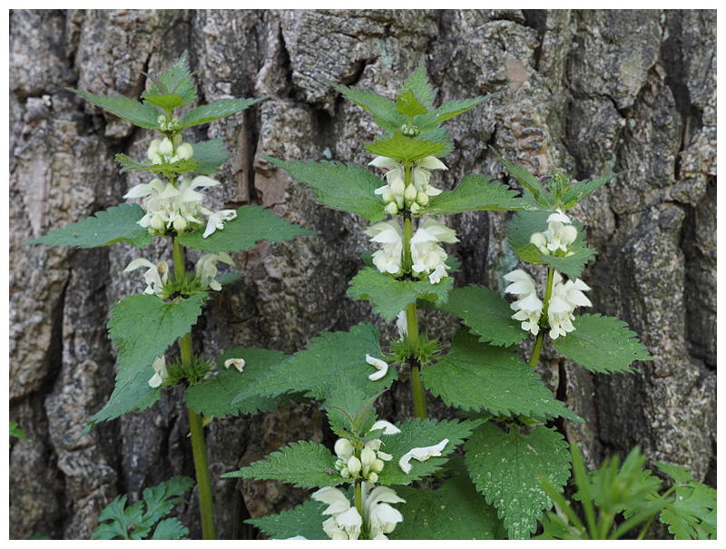 Lamium album 