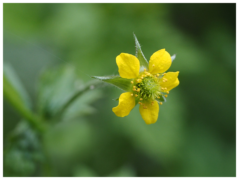 Geum urbanum 
