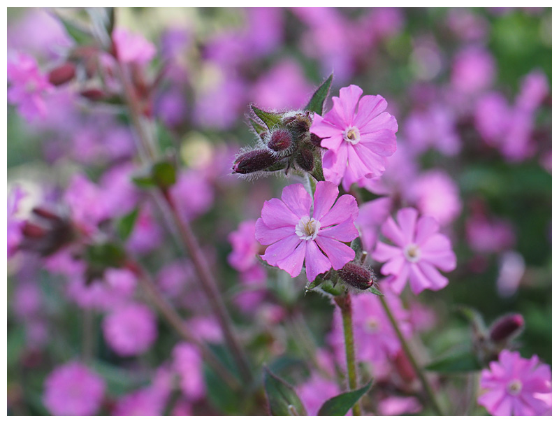 Silene dioica  