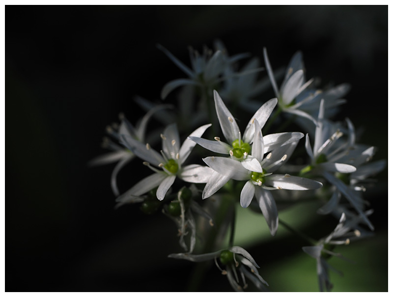 Allium ursinum  