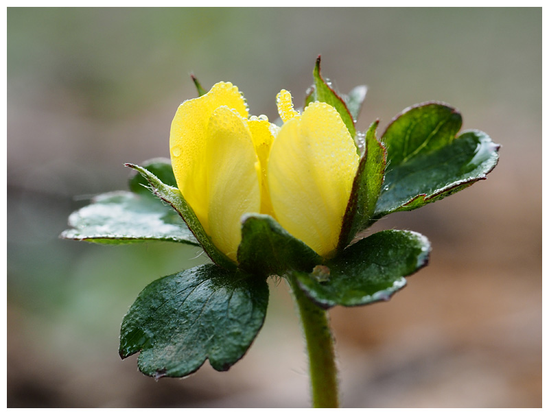 Potentilla indica  