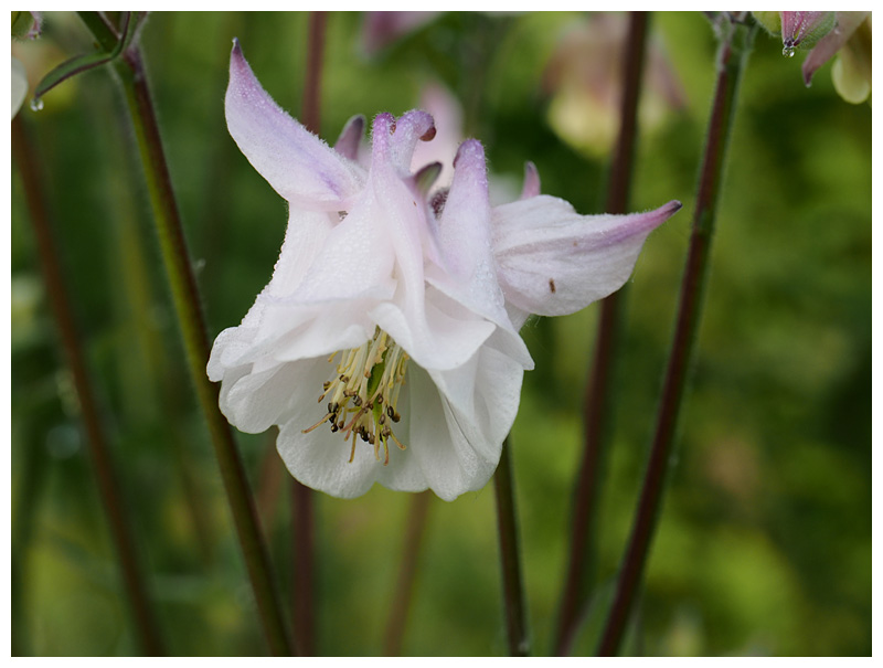 Columbine