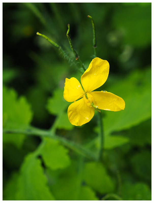 Chelidonium majus