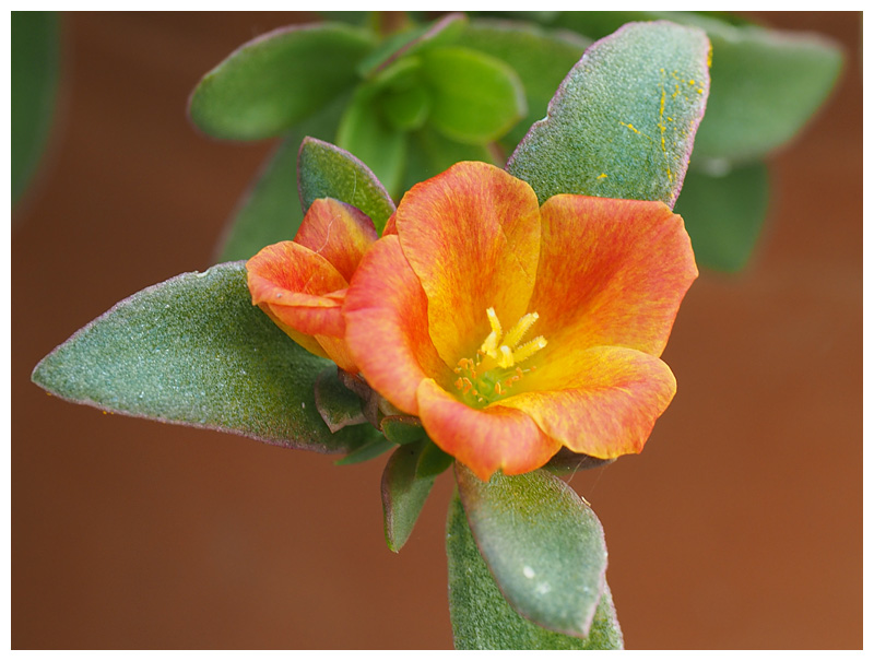 Portulaca umbraticola 