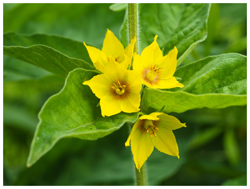 Lysimachia punctata  