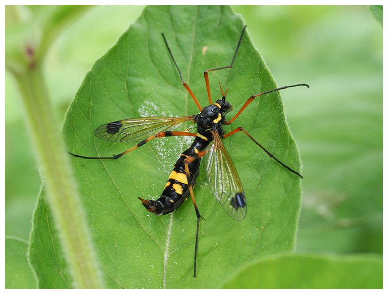 Ctenophora festiva (f)
