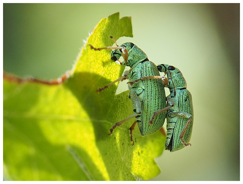 Polydrusus sericeus 