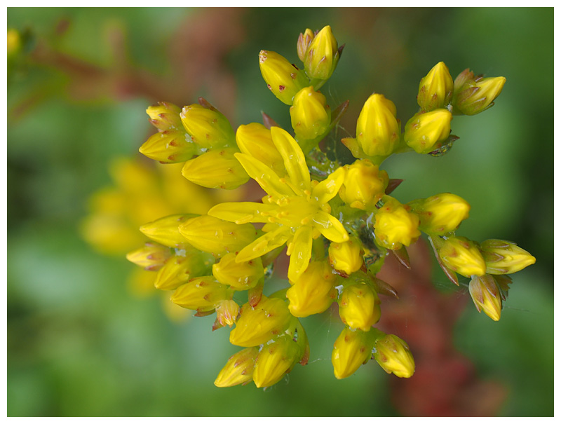 Sedum rupestre