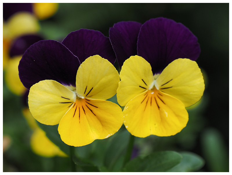 Viola