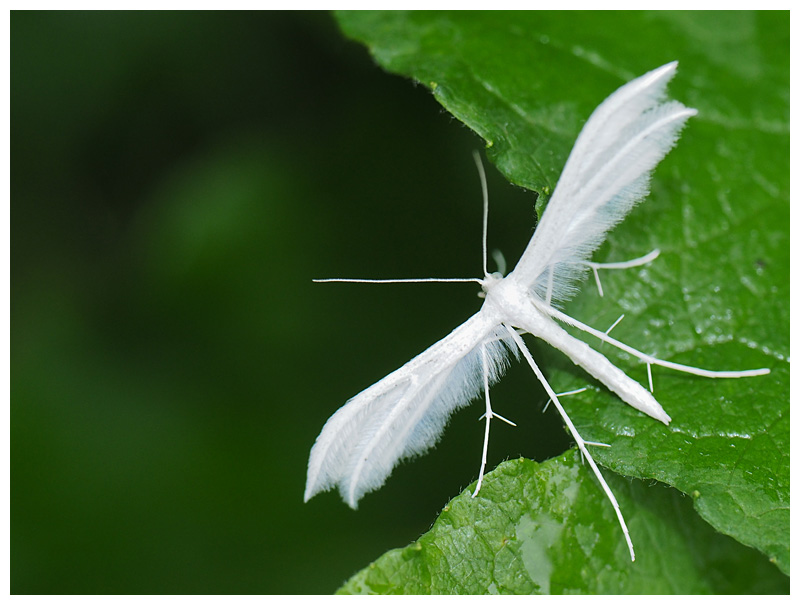 Pterophorus pentadactyla