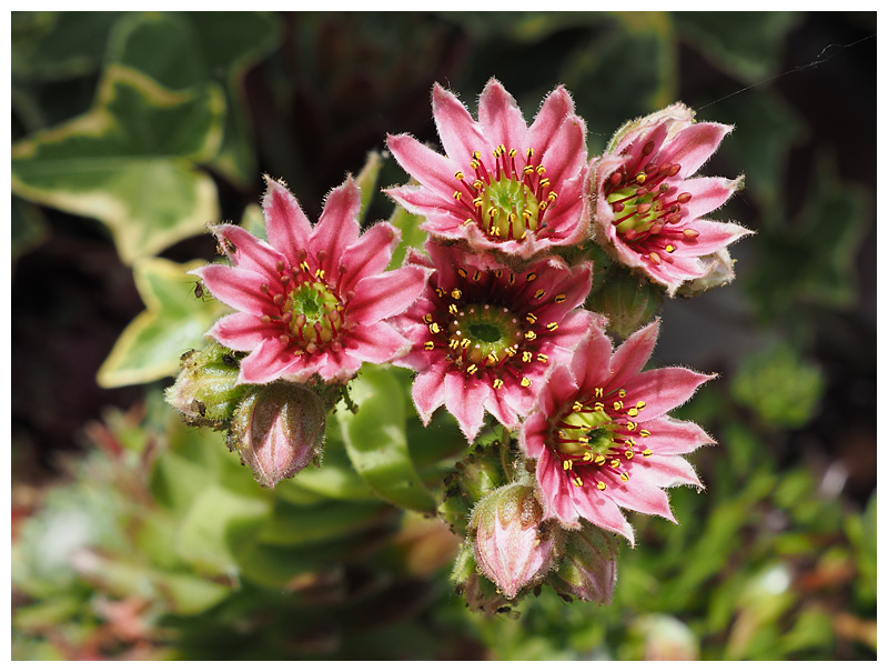 Sempervivum tectorum 