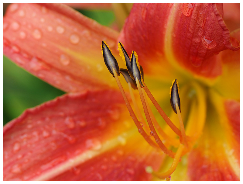 Lily