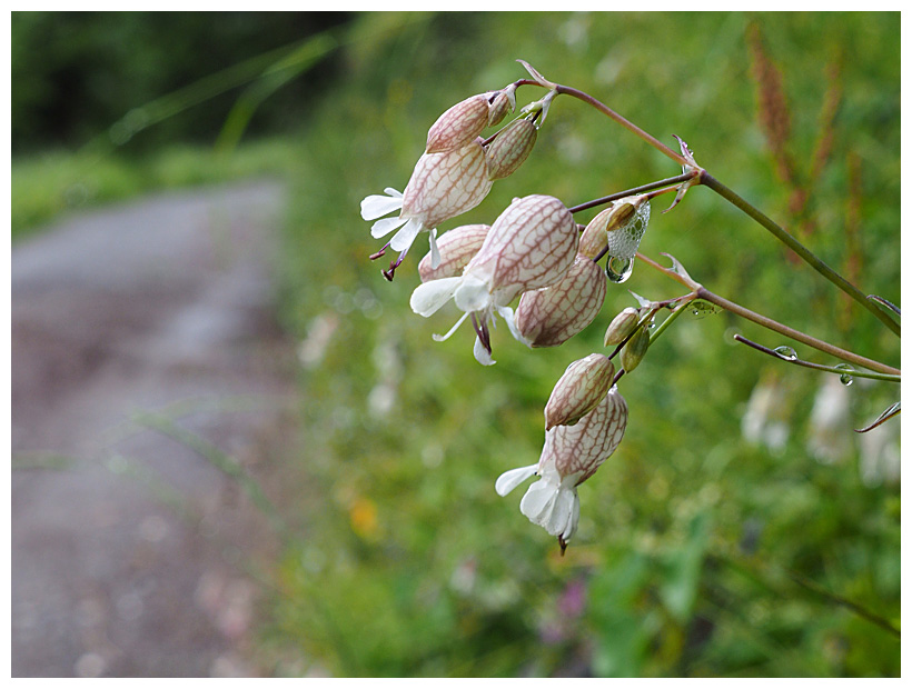 Silene vulgaris