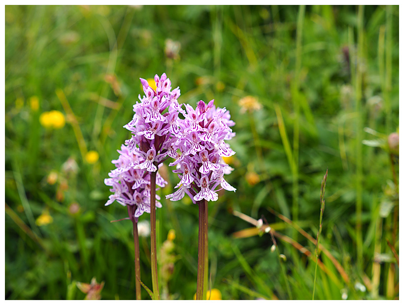 Dactylorhiza fuchsii