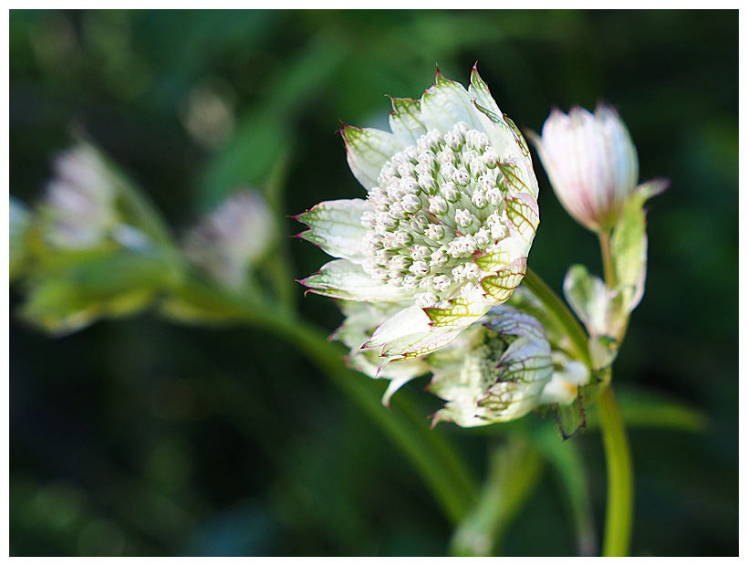 Astrantia major