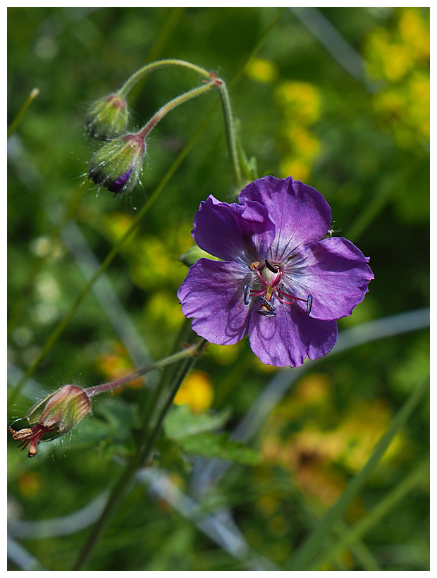 Geranium phaeum
