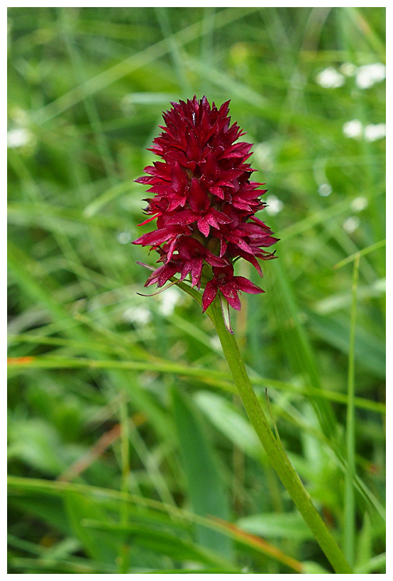 Nigritella rubra