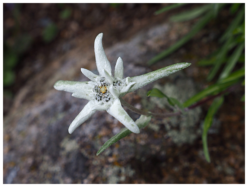 Leontopodium alpinum