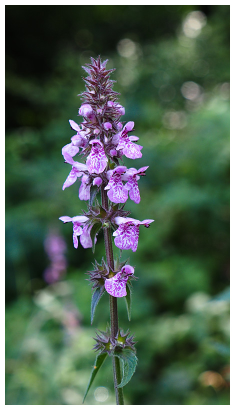 Stachys sylvatica  