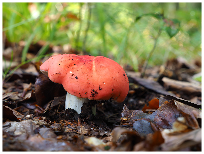 Russula