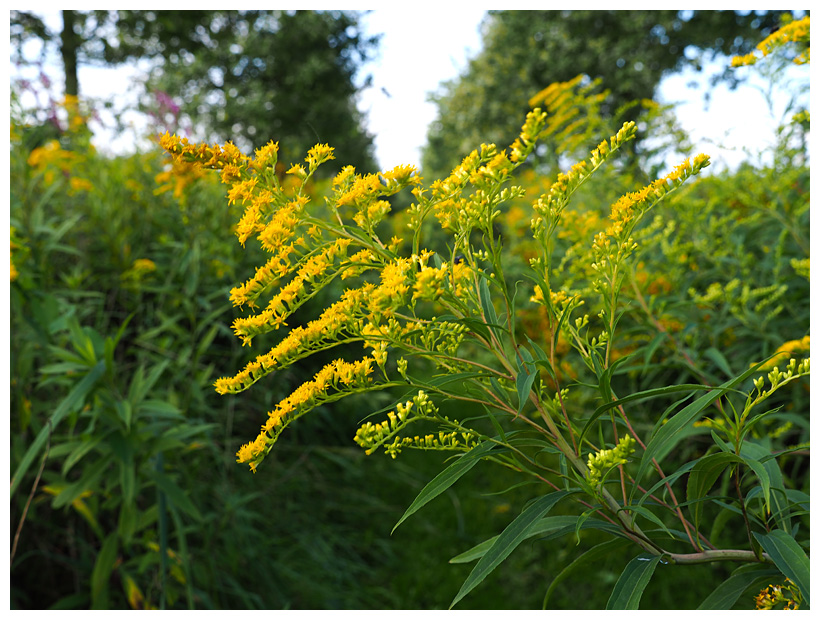 Solidago canadensis